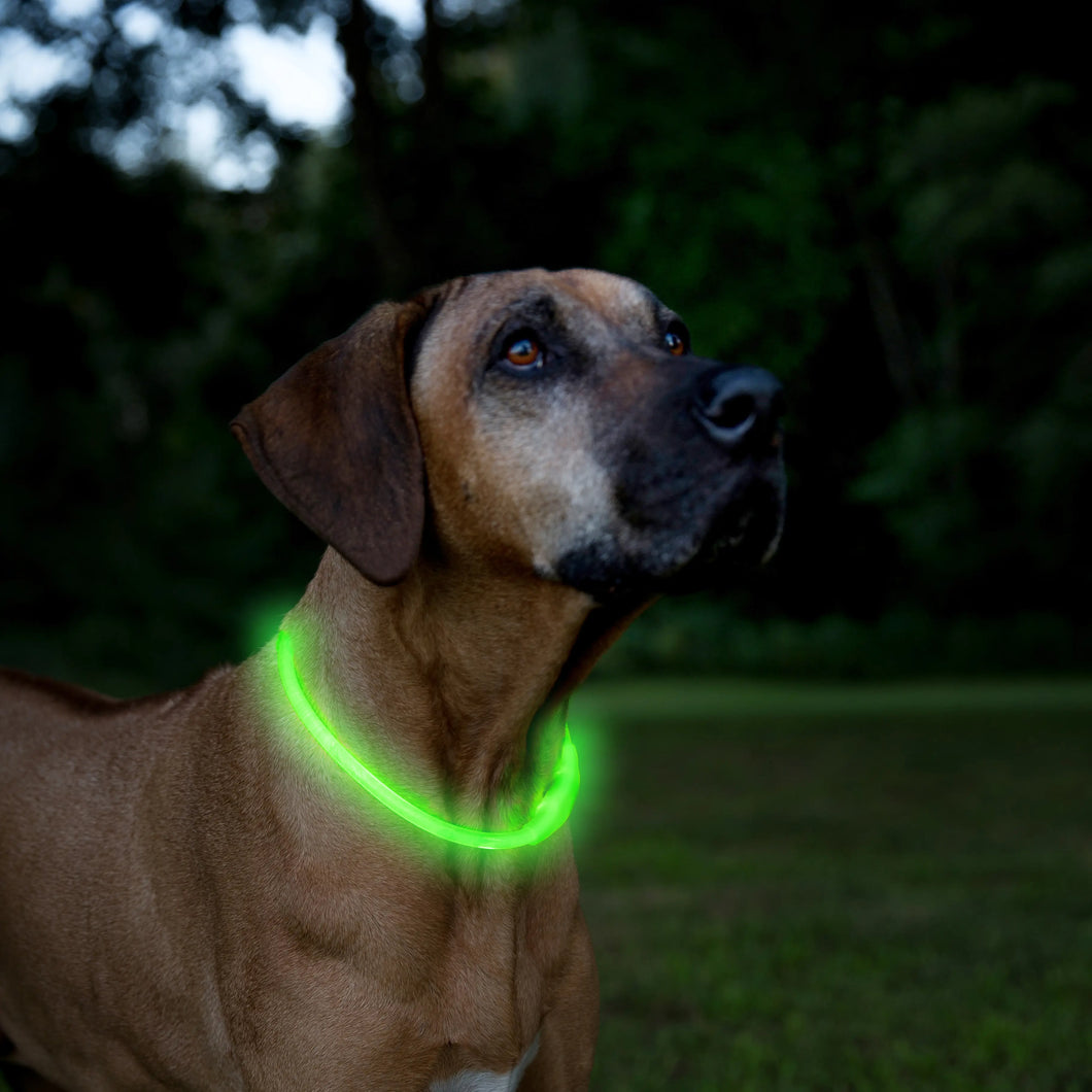 Mighty Paw - Safety LED Dog Necklace